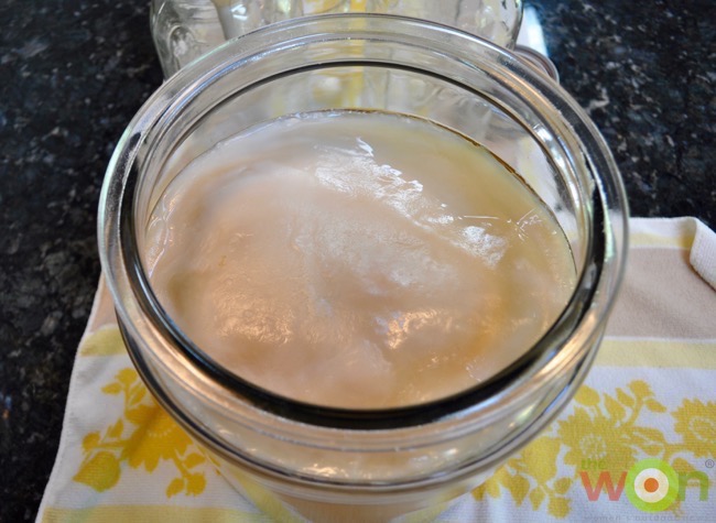 Kombucha-scoby