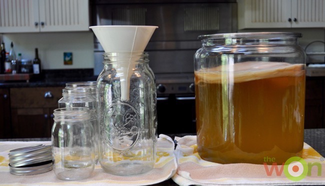 Kombucha-scoby