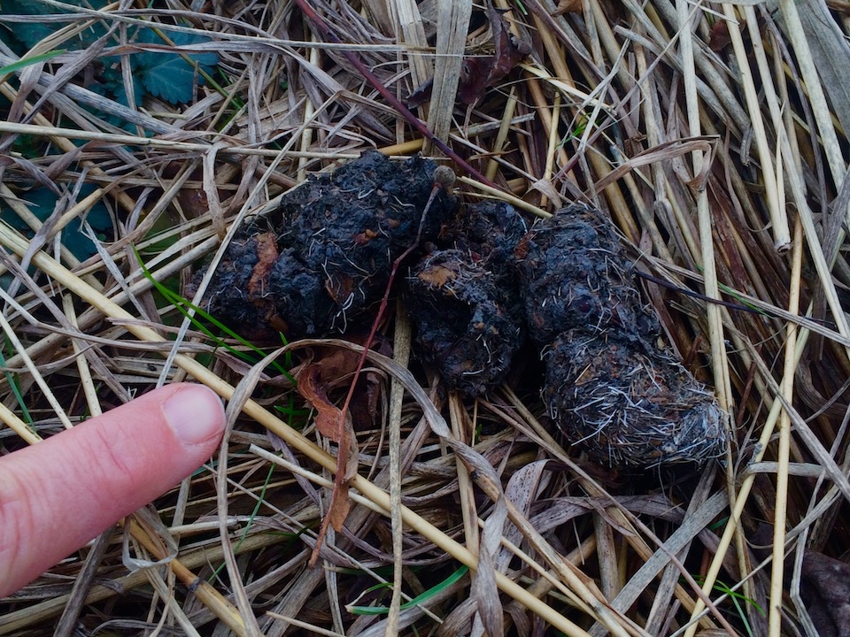 Coyote scat